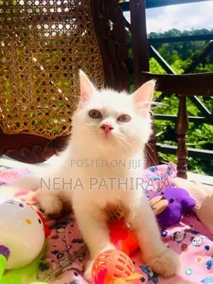 Persian Cat