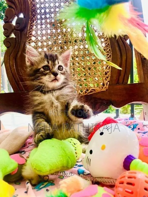 Persian Cat