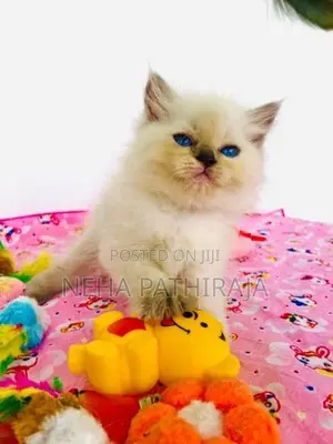 Persian Cat
