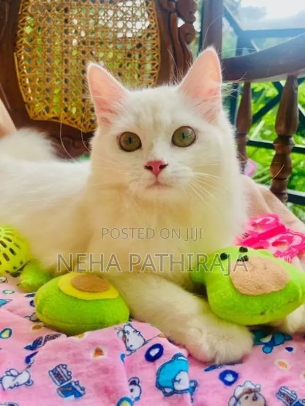 Persian Cat