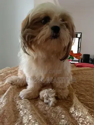 Shih Tzu Puppies