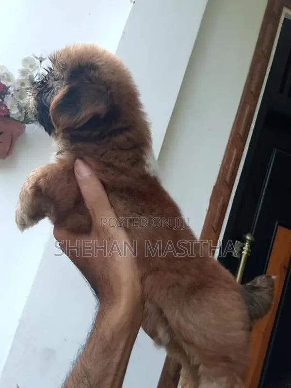 Shih Tzu Puppies