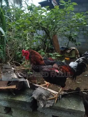 Rooster