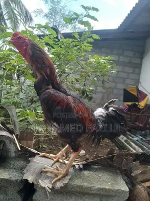 Rooster