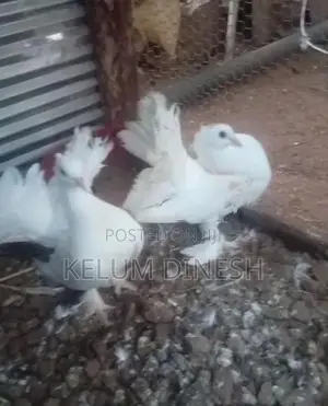 Pigeon