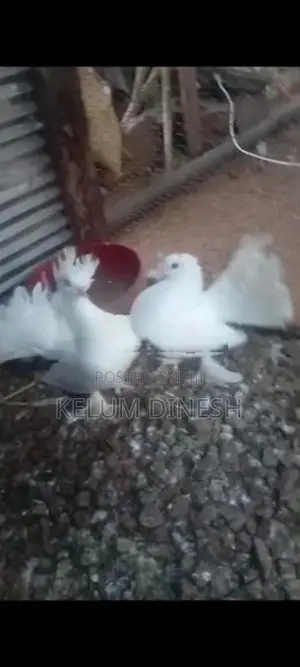 Pigeon