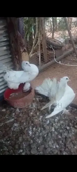 Pigeon