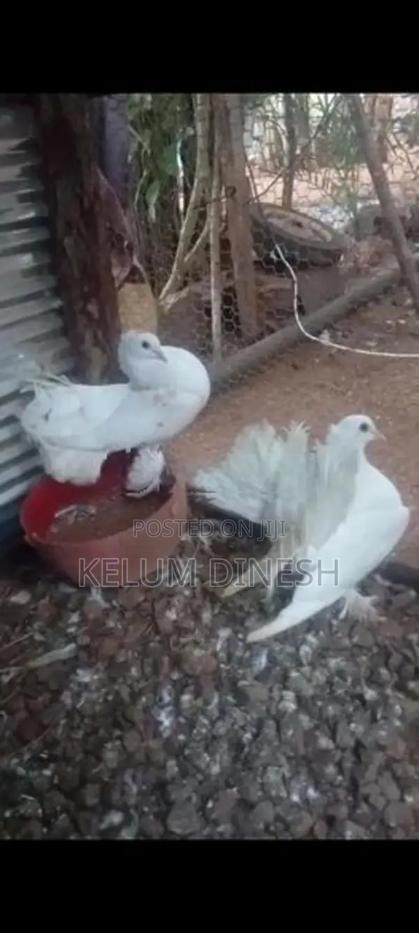 Pigeon