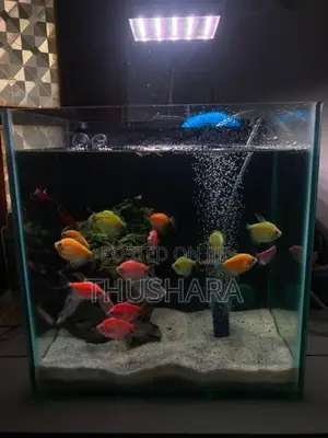 Fish Tank Full Set with