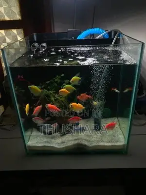 Fish Tank Full Set with