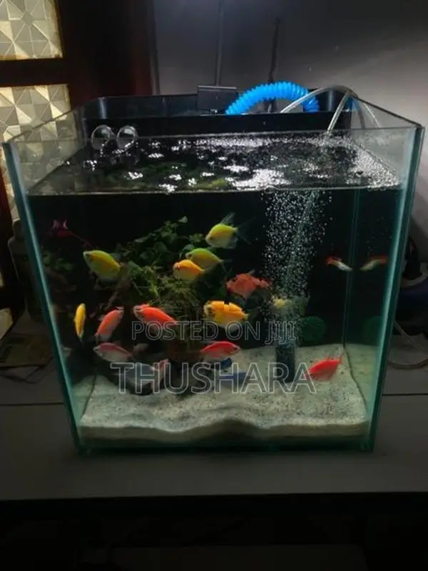 Fish Tank Full Set with