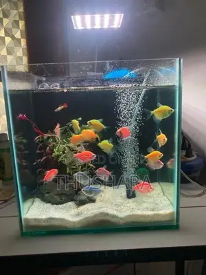 Fish Tank Full Set with