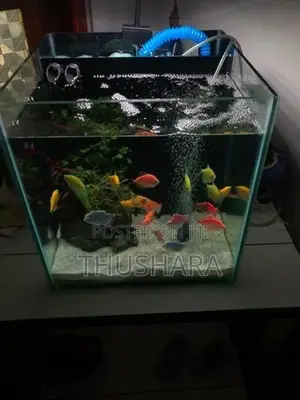 Fish Tank Full Set with