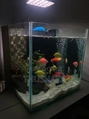 Fish Tank Full Set with