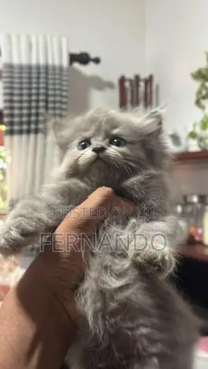 Persian Cat