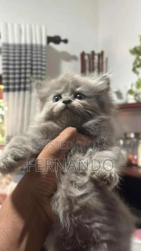 Persian Cat