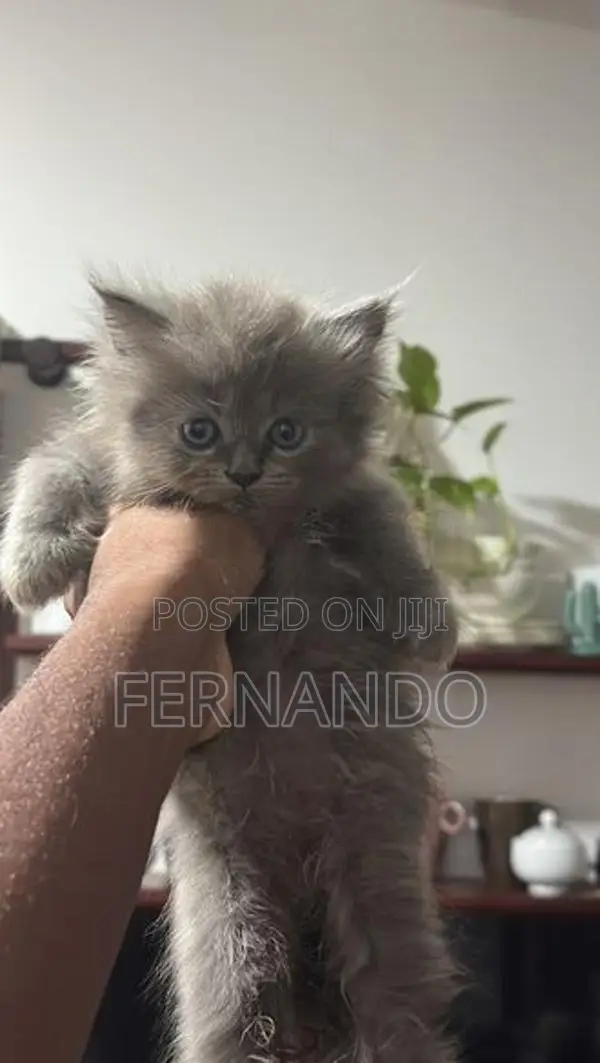 Persian Cat