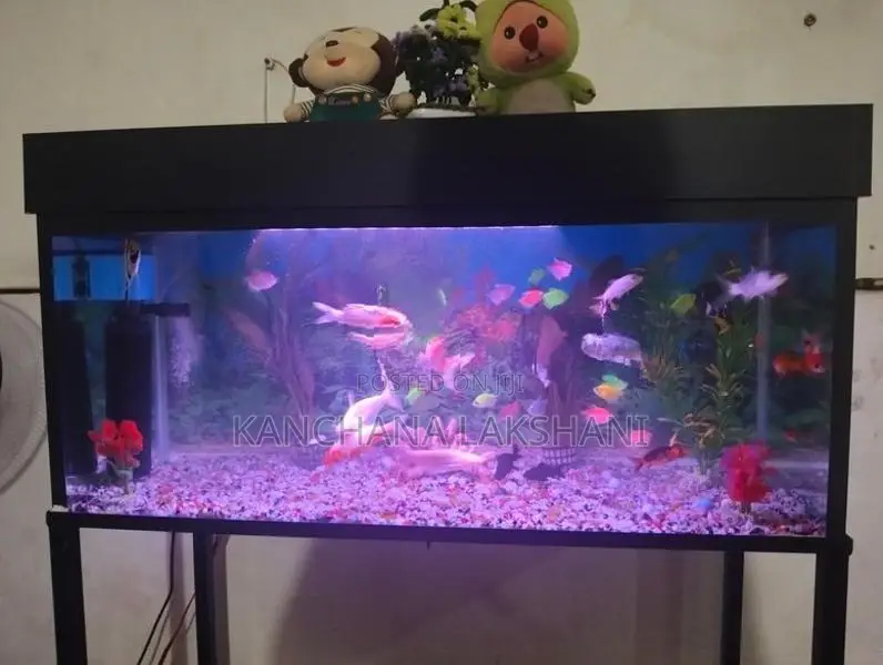 මාළු ටැංකිය