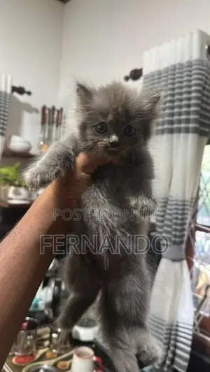 Persian Cat