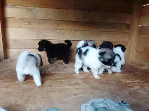 Lion Pomeranian Puppies