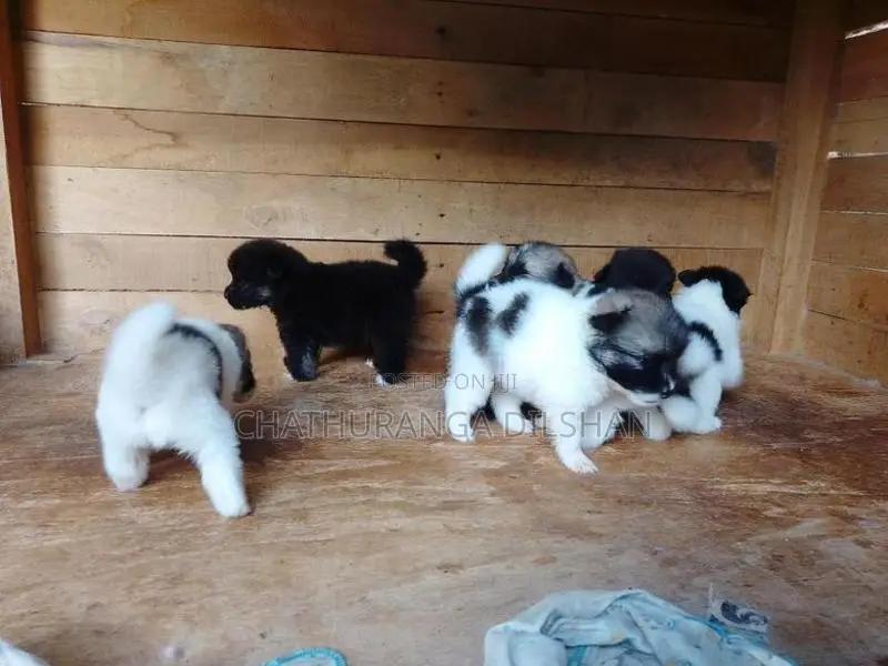 Lion Pomeranian Puppies