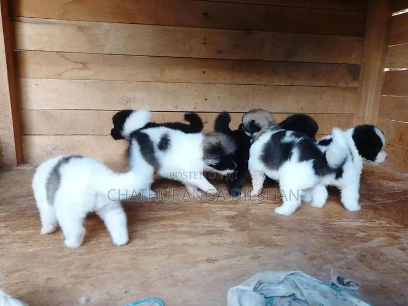 Lion Pomeranian Puppies