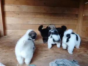 Lion Pomeranian Puppies