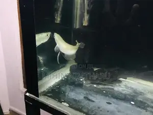 Silver Arowana Fish