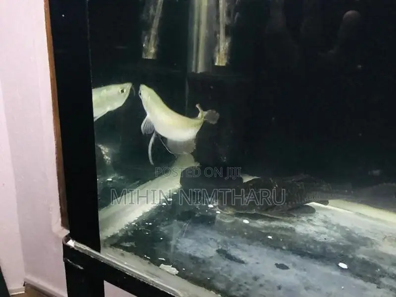 Silver Arowana Fish