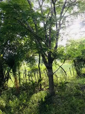 இருபாலை காணி விற்பனைக்கு Jaffna