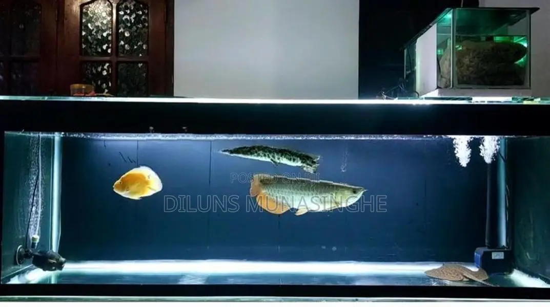 Fish Tank