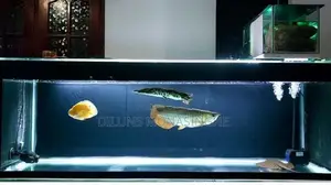 Fish Tank