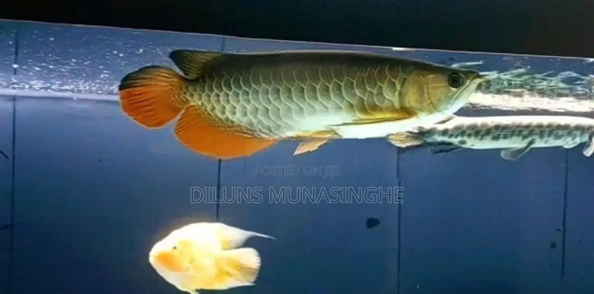 Golden Arowana Fish