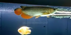 Golden Arowana Fish