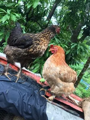 Country Chicken