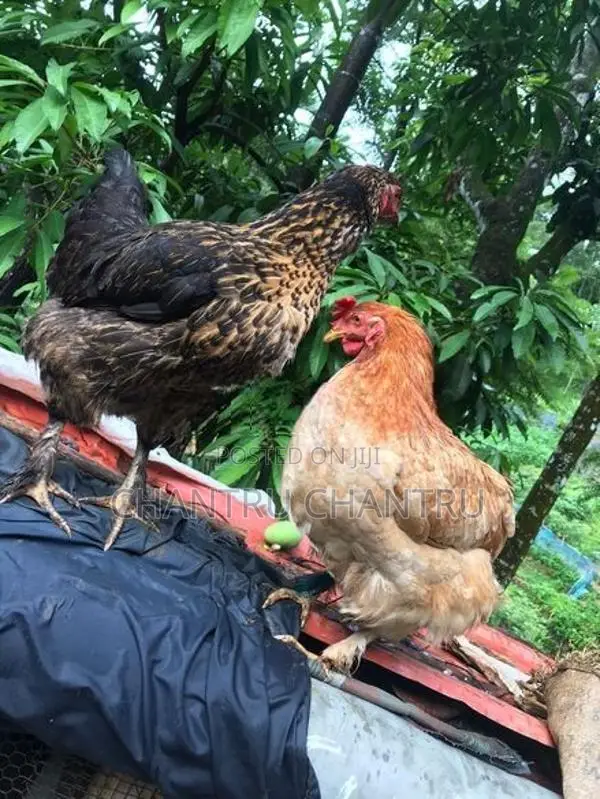 Country Chicken