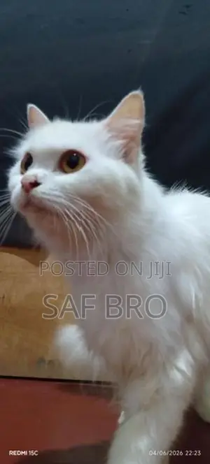 Persian Cat
