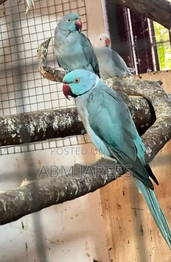 Ringneck Birds
