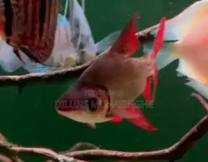 Red Flagtail Fish