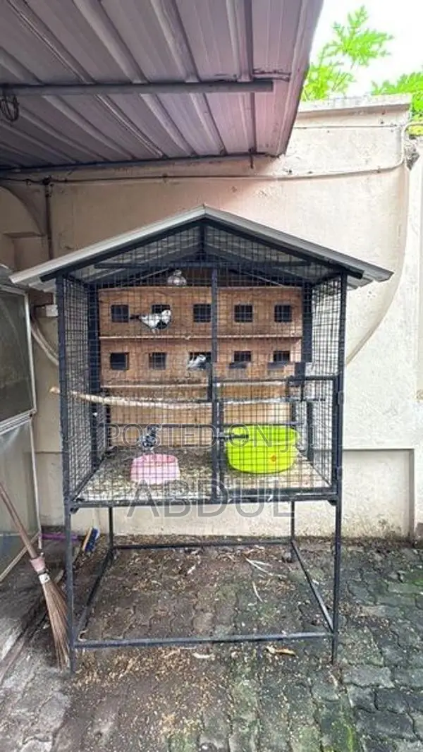 Pigeon Cage