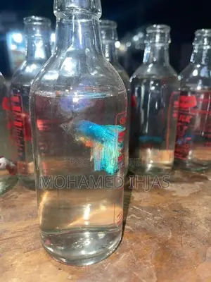 Beta Fighter Fish