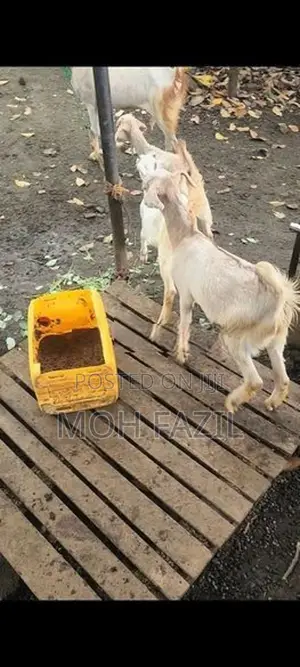 Goats