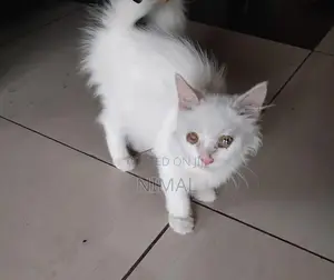 Persian White Cat