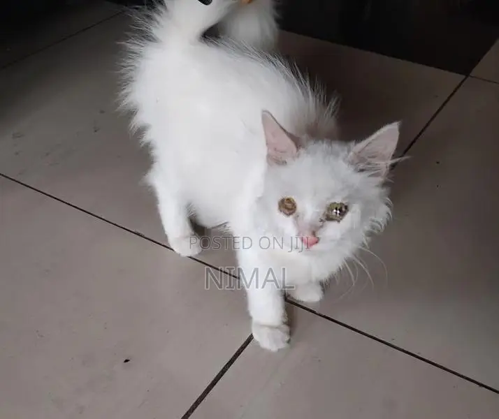 Persian White Cat