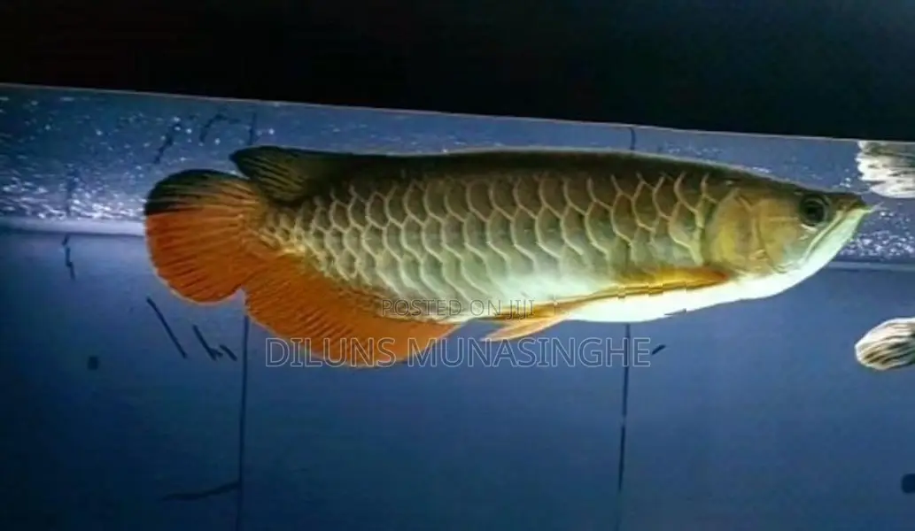 Golden Arowana Fish