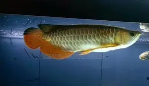 Golden Arowana Fish