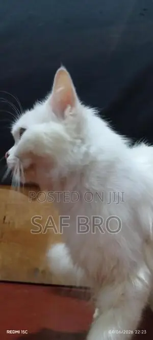 Persian Cat