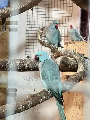 Ringneck Birds