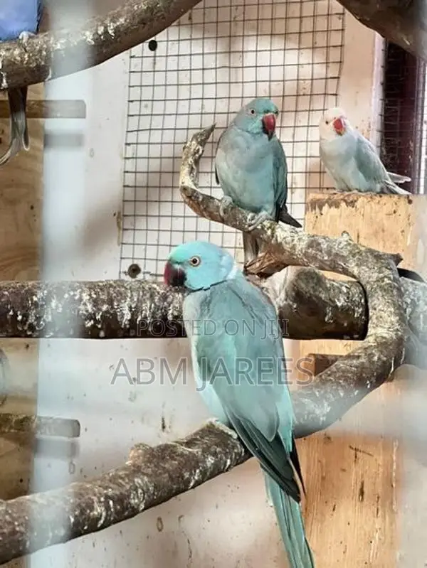 Ringneck Birds