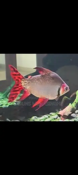 Red Flagtail Fish